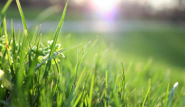 Gras