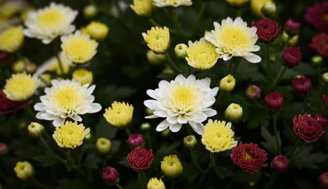 Chrysanten