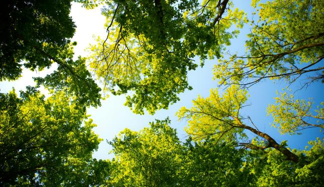 Bomen