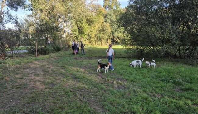 honden in hondenloopweide