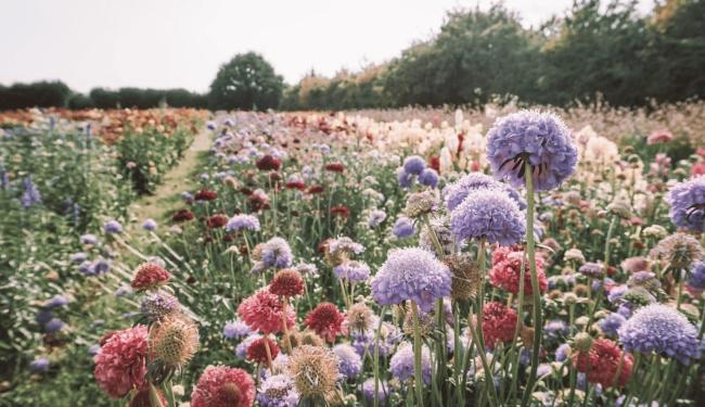 GEZONDHEID : Etherische oliën © Lilly carreras via Getty Images
