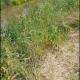Droogte