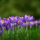 Lente
