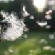 Paardenbloem