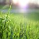 Gras