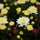 Chrysanten