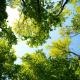 Bomen