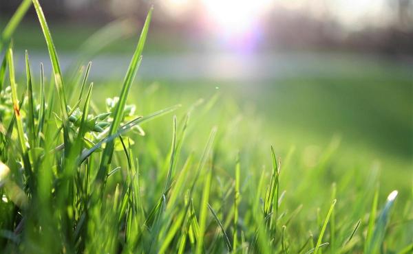Gras