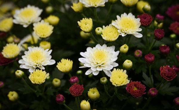 Chrysanten