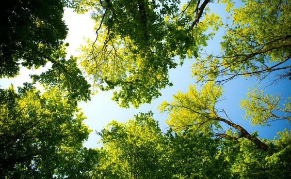 Bomen