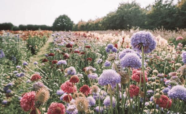 GEZONDHEID : Etherische oliën © Lilly carreras via Getty Images