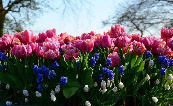 BLOEMSCHIKKEN: HERFST © 49pauly